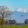 কাঞ্চনজঙ্ঘা
