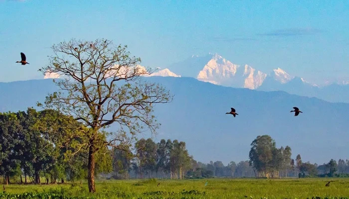 কাঞ্চনজঙ্ঘা