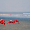 বঙ্গবন্ধু দ্বীপ