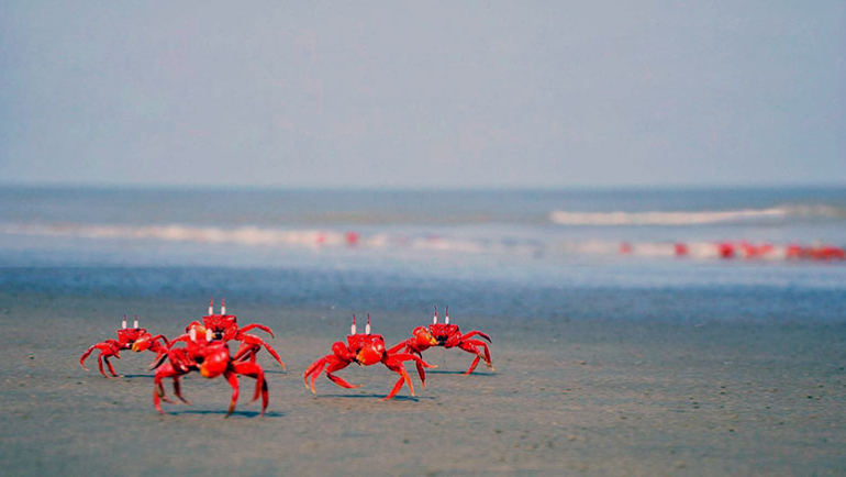 বঙ্গবন্ধু দ্বীপ