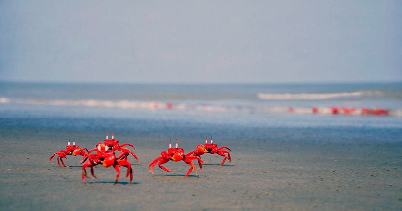 বঙ্গবন্ধু দ্বীপ