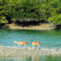 সুন্দরবন